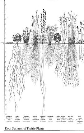 تحقیق و پژوهش-مورفولوژی خاک و برگ و ریشه